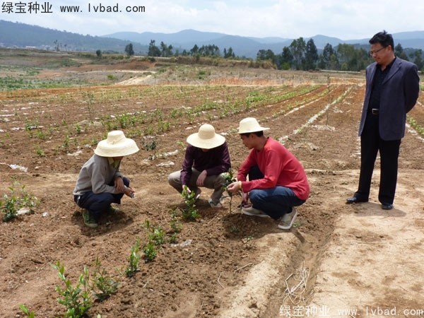 茶樹<a href='http://fscangbo.com/' target='_blank'>種子</a>