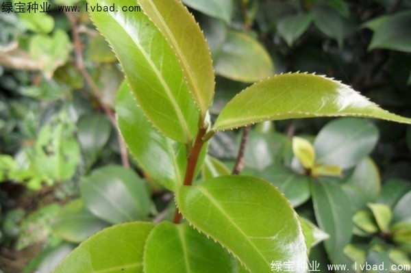 <a href='http://fscangbo.com/linmuzhongzi/2198.html' target='_blank'>茶樹種子</a>