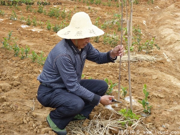 <a href='http://fscangbo.com/linmuzhongzi/2198.html' target='_blank'>茶樹種子</a>