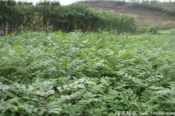 <a href='http://fscangbo.com/linmuzhongzi/2199.html' target='_blank'>黃柏</a><a href='http://fscangbo.com/' target='_blank'>種子</a>