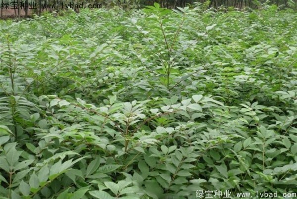 <a href='http://fscangbo.com/linmuzhongzi/2199.html' target='_blank'>黃柏</a><a href='http://fscangbo.com/' target='_blank'>種子</a>