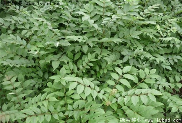 <a href='http://fscangbo.com/linmuzhongzi/2199.html' target='_blank'>黃柏種子</a>