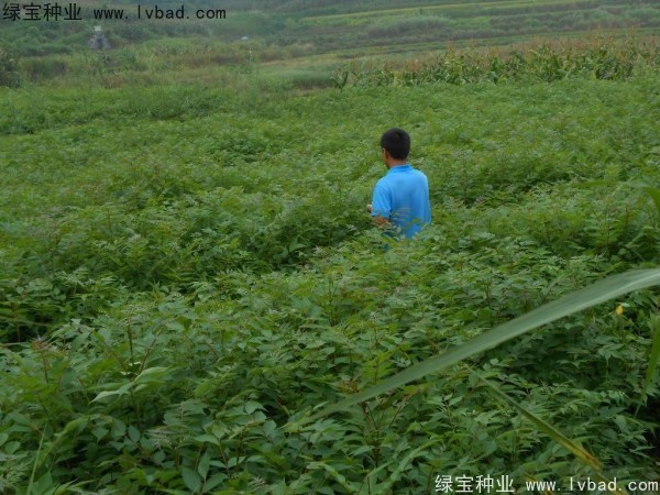 <a href='http://fscangbo.com/linmuzhongzi/2199.html' target='_blank'>黃柏</a><a href='http://fscangbo.com/' target='_blank'>種子</a>