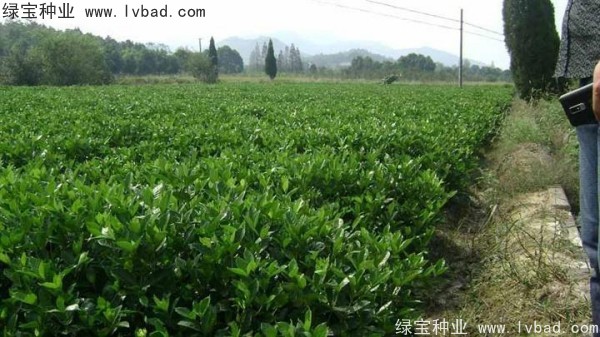 <a href='http://fscangbo.com/linmuzhongzi/2212.html' target='_blank'>梔子花</a><a href='http://fscangbo.com/' target='_blank'>種子</a>