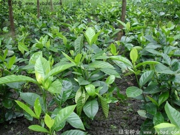 梔子花<a href='http://fscangbo.com/' target='_blank'>種子</a>