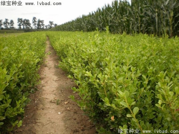 <a href='http://fscangbo.com/linmuzhongzi/2215.html' target='_blank'>瓜子黃楊種子</a>