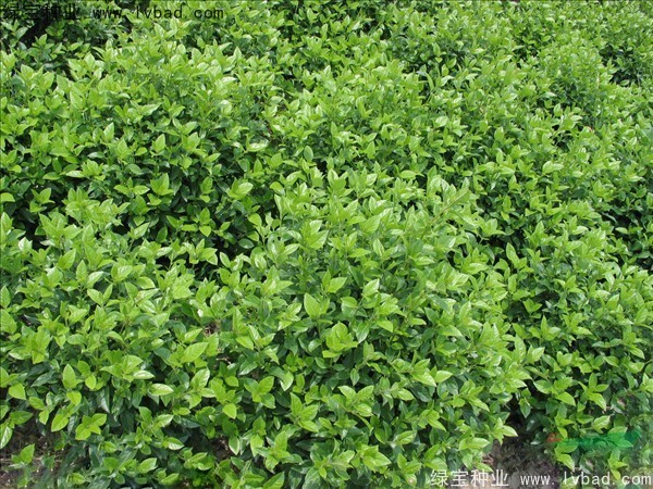 <a href='http://fscangbo.com/linmuzhongzi/2225.html' target='_blank'>莢蒾種子</a>