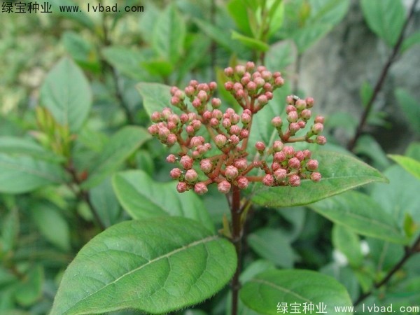 <a href='http://fscangbo.com/linmuzhongzi/2225.html' target='_blank'>莢蒾種子</a>