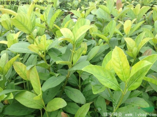 莢蒾<a href='http://fscangbo.com/' target='_blank'>種子</a>