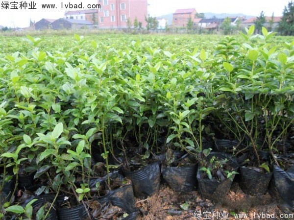 莢蒾<a href='http://fscangbo.com/' target='_blank'>種子</a>