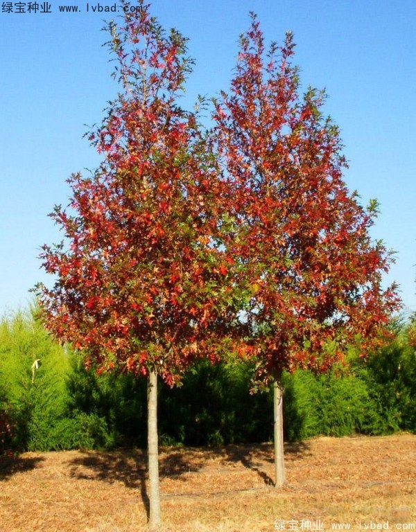 <a href='http://fscangbo.com/linmuzhongzi/2228.html' target='_blank'>櫟樹(shù)</a>