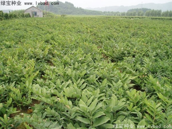 玉竹<a href='http://fscangbo.com/' target='_blank'>種子</a>