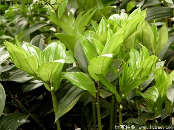 <a href='http://fscangbo.com/linmuzhongzi/2254.html' target='_blank'>玉竹種子</a>