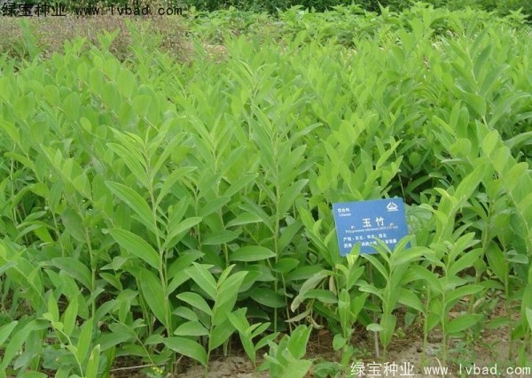 <a href='http://fscangbo.com/linmuzhongzi/2254.html' target='_blank'>玉竹種子</a>