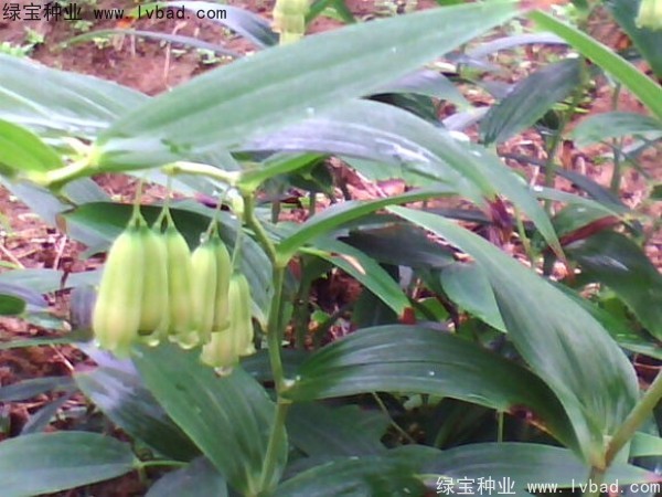 <a href='http://fscangbo.com/linmuzhongzi/2254.html' target='_blank'>玉竹種子</a>