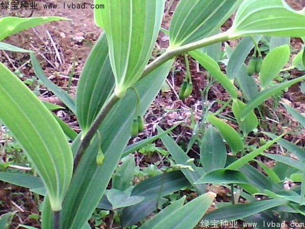 玉竹<a href='http://fscangbo.com/' target='_blank'>種子</a>