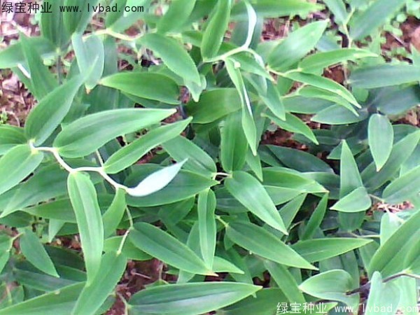 玉竹<a href='http://fscangbo.com/' target='_blank'>種子</a>
