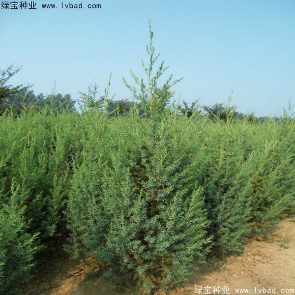 <a href='http://fscangbo.com/linmuzhongzi/2260.html' target='_blank'>柏木種子</a>