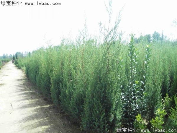 <a href='http://fscangbo.com/linmuzhongzi/2260.html' target='_blank'>柏木種子</a>