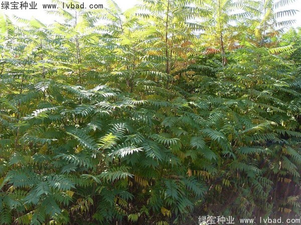 <a href='http://fscangbo.com/linmuzhongzi/2263.html' target='_blank'>火炬種子</a>