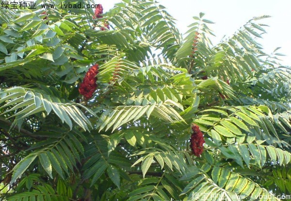 <a href='http://fscangbo.com/linmuzhongzi/2263.html' target='_blank'>火炬</a><a href='http://fscangbo.com/' target='_blank'>種子</a>