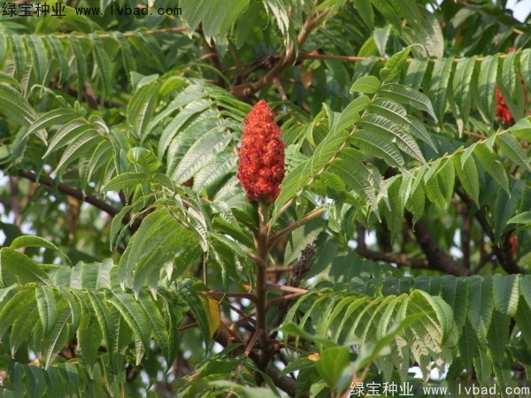 火炬<a href='http://fscangbo.com/' target='_blank'>種子</a>