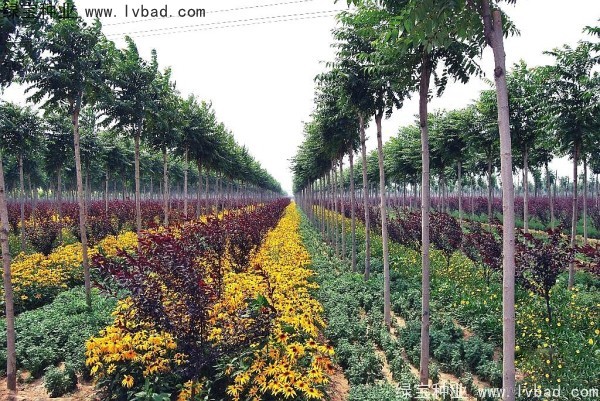 <a href='http://fscangbo.com/linmuzhongzi/2263.html' target='_blank'>火炬種子</a>