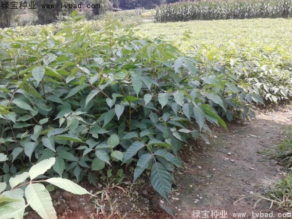 <a href='http://fscangbo.com/linmuzhongzi/2269.html' target='_blank'>漆樹種子</a>