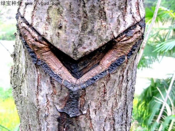 <a href='http://fscangbo.com/linmuzhongzi/2269.html' target='_blank'>漆樹種子</a>