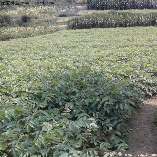 <a href='http://fscangbo.com/linmuzhongzi/2269.html' target='_blank'>漆樹種子</a>