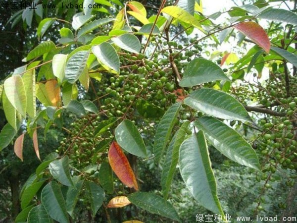 漆樹<a href='http://fscangbo.com/' target='_blank'>種子</a>