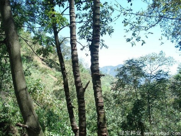 漆樹<a href='http://fscangbo.com/' target='_blank'>種子</a>