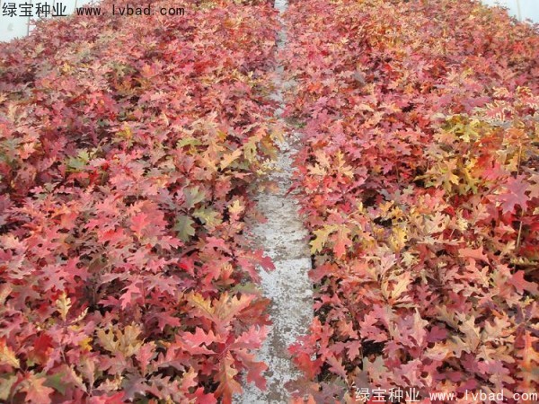 <a href='http://fscangbo.com/linmuzhongzi/2280.html' target='_blank'>橡樹(shù)種子</a>