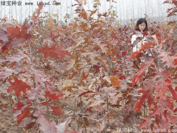 橡樹(shù)<a href='http://fscangbo.com/' target='_blank'>種子</a>