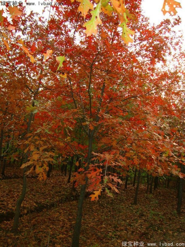 <a href='http://fscangbo.com/linmuzhongzi/2280.html' target='_blank'>橡樹(shù)</a><a href='http://fscangbo.com/' target='_blank'>種子</a>