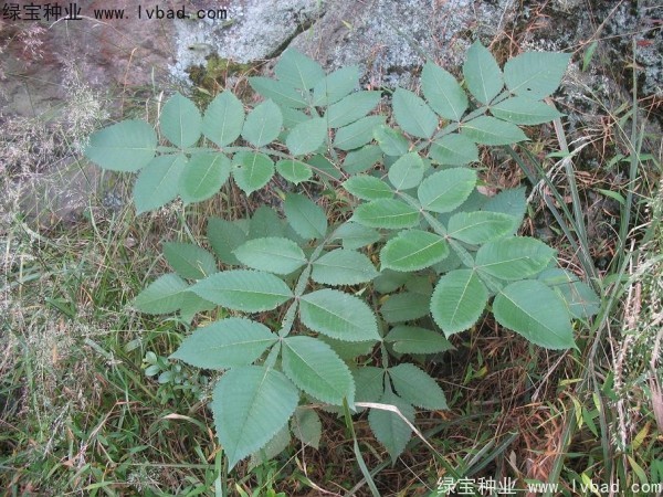 <a href='http://fscangbo.com/linmuzhongzi/2283.html' target='_blank'>鹽膚木</a><a href='http://fscangbo.com/' target='_blank'>種子</a>