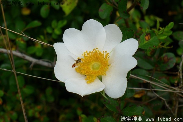 <a href='http://fscangbo.com/yaocaizhongzi/2294.html' target='_blank'>金櫻子</a><a href='http://fscangbo.com/' target='_blank'>種子</a>