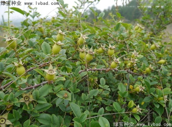 <a href='http://fscangbo.com/yaocaizhongzi/2294.html' target='_blank'>金櫻子種子</a>