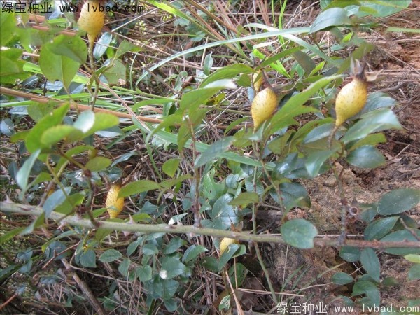 <a href='http://fscangbo.com/yaocaizhongzi/2294.html' target='_blank'>金櫻子</a><a href='http://fscangbo.com/' target='_blank'>種子</a>