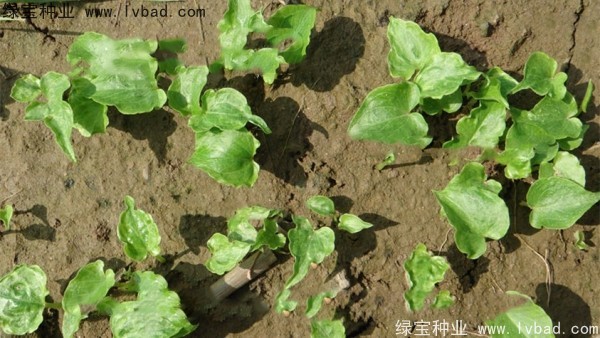 <a href='http://fscangbo.com/yaocaizhongzi/2303.html' target='_blank'>天南星種子</a>