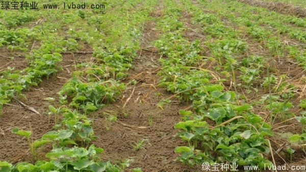 天南星<a href='http://fscangbo.com/' target='_blank'>種子</a>