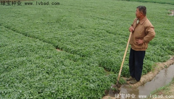 天南星<a href='http://fscangbo.com/' target='_blank'>種子</a>