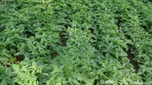 <a href='http://fscangbo.com/yaocaizhongzi/2303.html' target='_blank'>天南星種子</a>