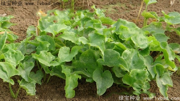 <a href='http://fscangbo.com/yaocaizhongzi/2303.html' target='_blank'>天南星種子</a>