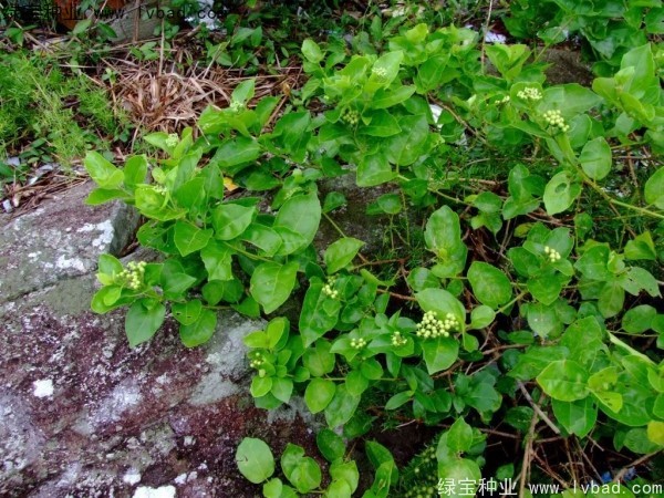 <a href='http://fscangbo.com/yaocaizhongzi/2320.html' target='_blank'>黃荊</a><a href='http://fscangbo.com/' target='_blank'>種子</a>