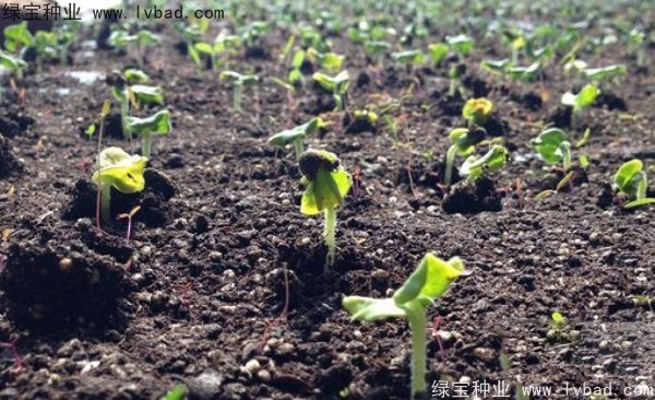 <a href='http://fscangbo.com/yaocaizhongzi/2331.html' target='_blank'>黃秋葵</a><a href='http://fscangbo.com/' target='_blank'>種子</a>