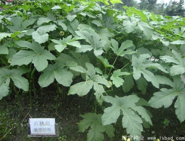 <a href='http://fscangbo.com/yaocaizhongzi/2331.html' target='_blank'>黃秋葵種子</a>