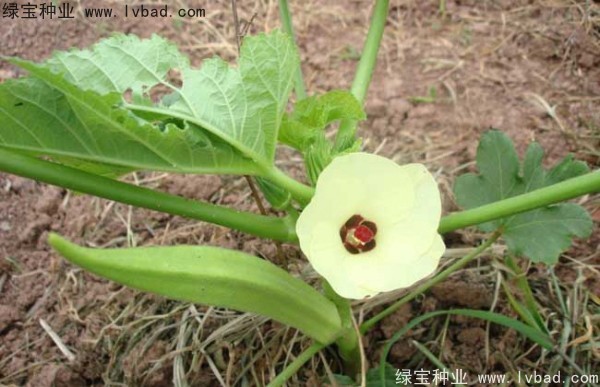 <a href='http://fscangbo.com/yaocaizhongzi/2331.html' target='_blank'>黃秋葵種子</a>