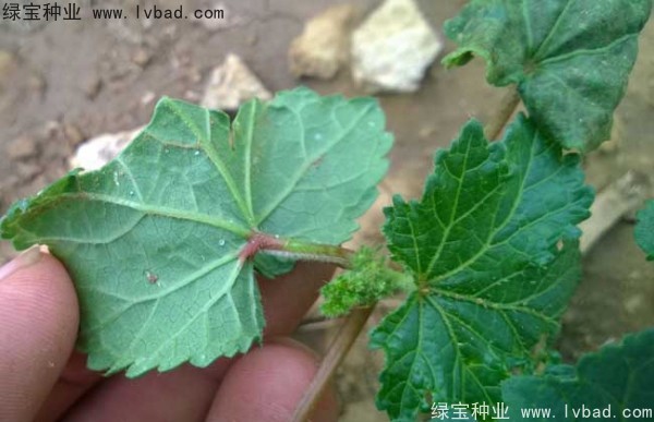 黃秋葵<a href='http://fscangbo.com/' target='_blank'>種子</a>