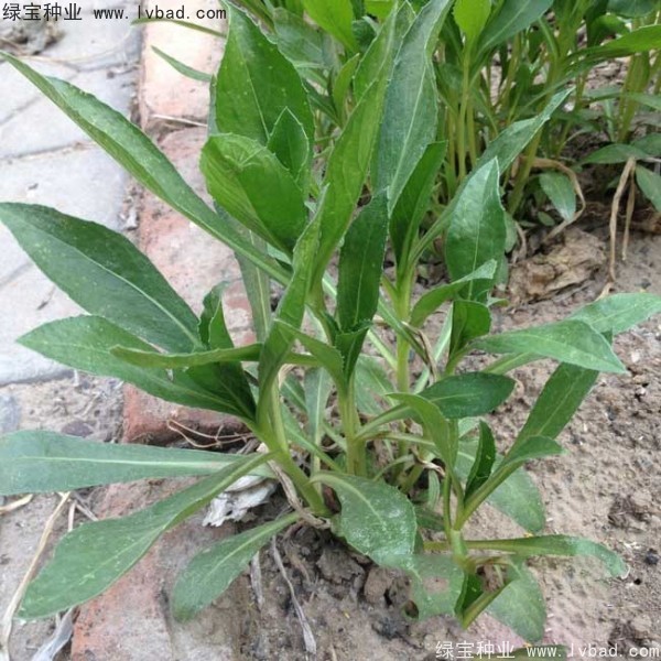 紅花<a href='http://fscangbo.com/' target='_blank'>種子</a>